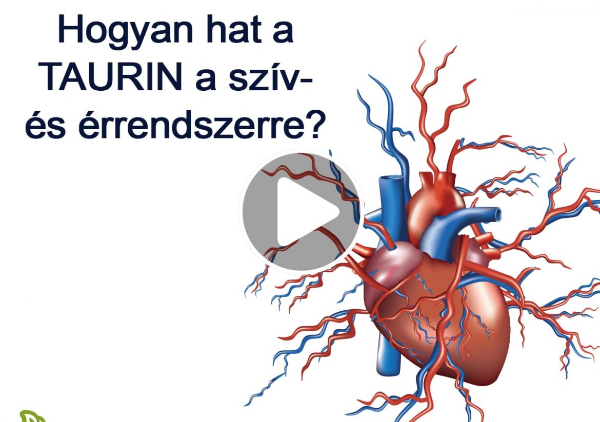 Hogyan hat a Taurin a szív- és érrendszerre?