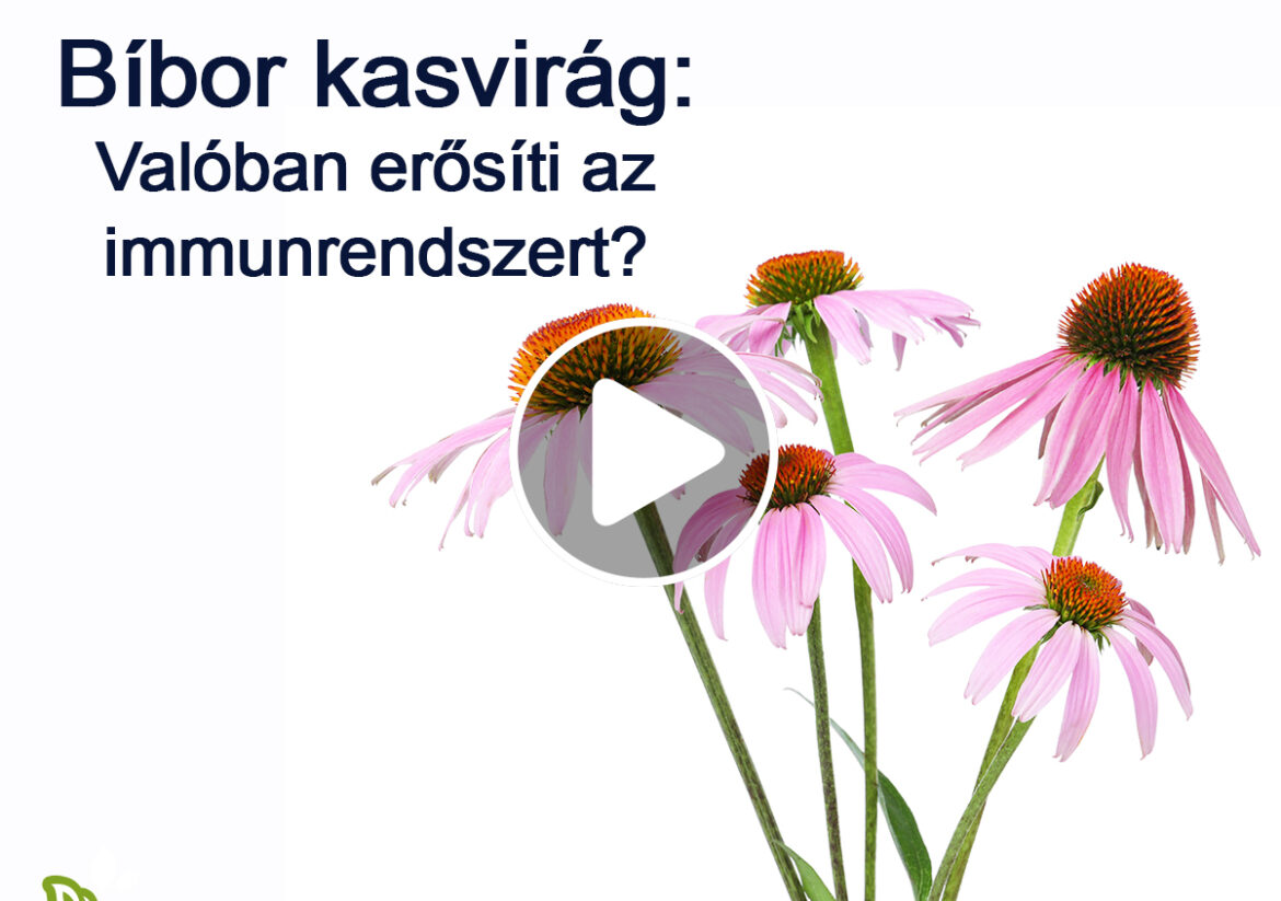 Hogyan hat a Bíbor kasvirág az immunrendszerre?